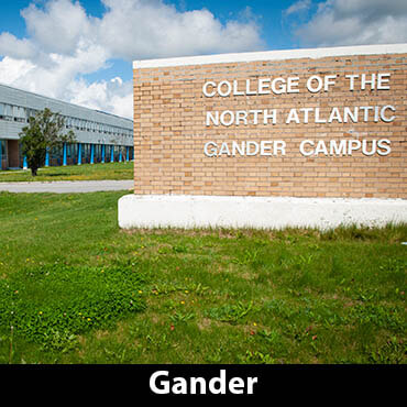 Gander